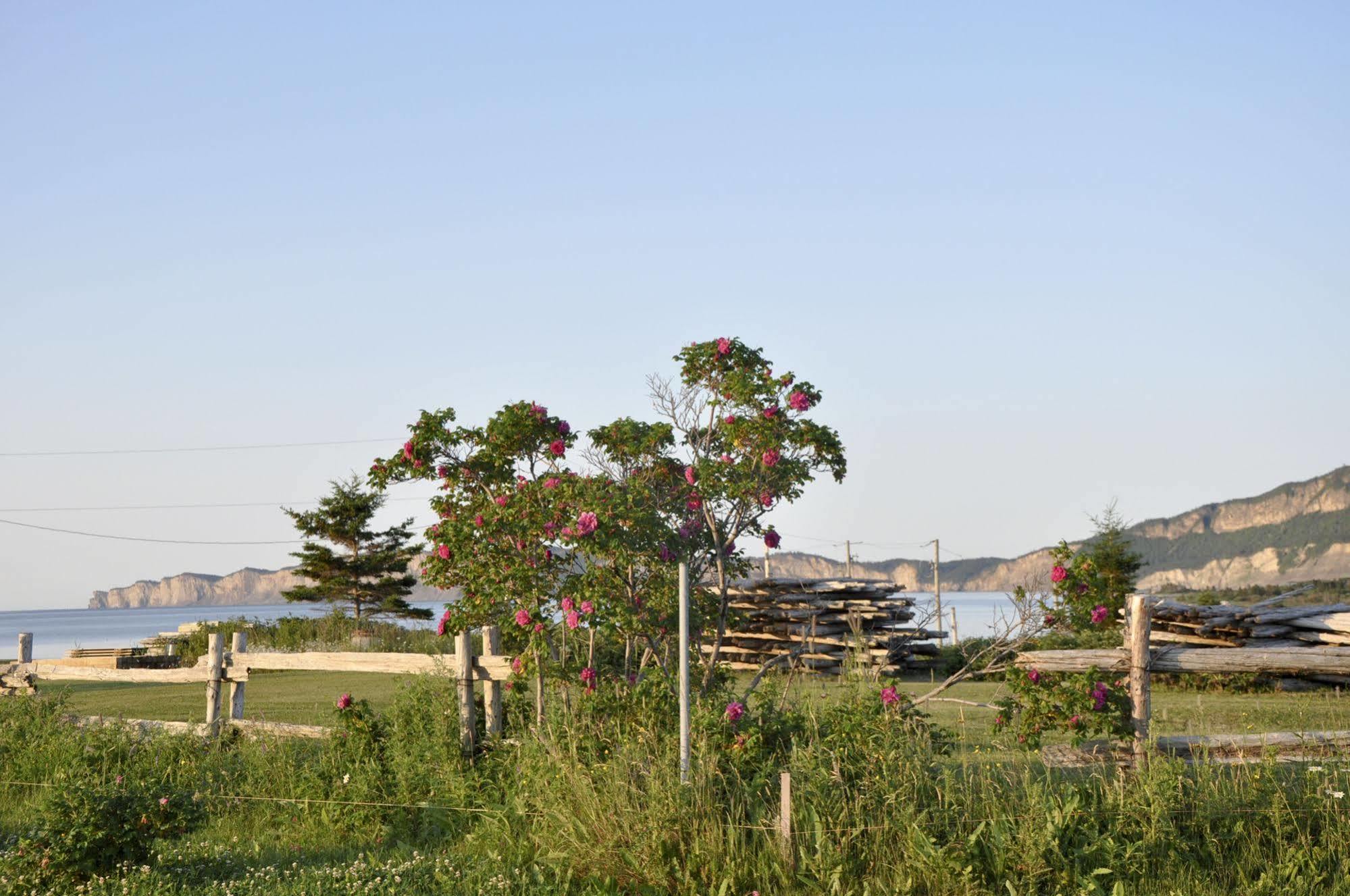 Motel Du Haut Phare Cap-des-Rosiers Zewnętrze zdjęcie